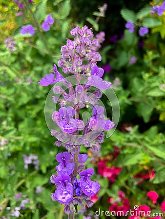 Nepeta Ã— faassenii, also known as catmint and Faassen`s catnip Stock Photo